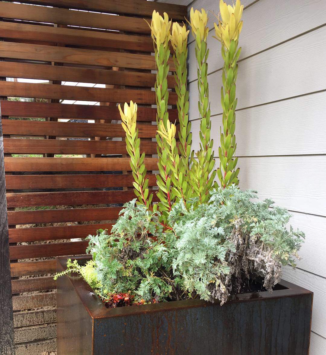 Corten steel planters by Veradek are awesome! A nice price and well made. They rust to a beautiful, varied patina that along with the straight lines of the steel creates a nice mix of organic and geom