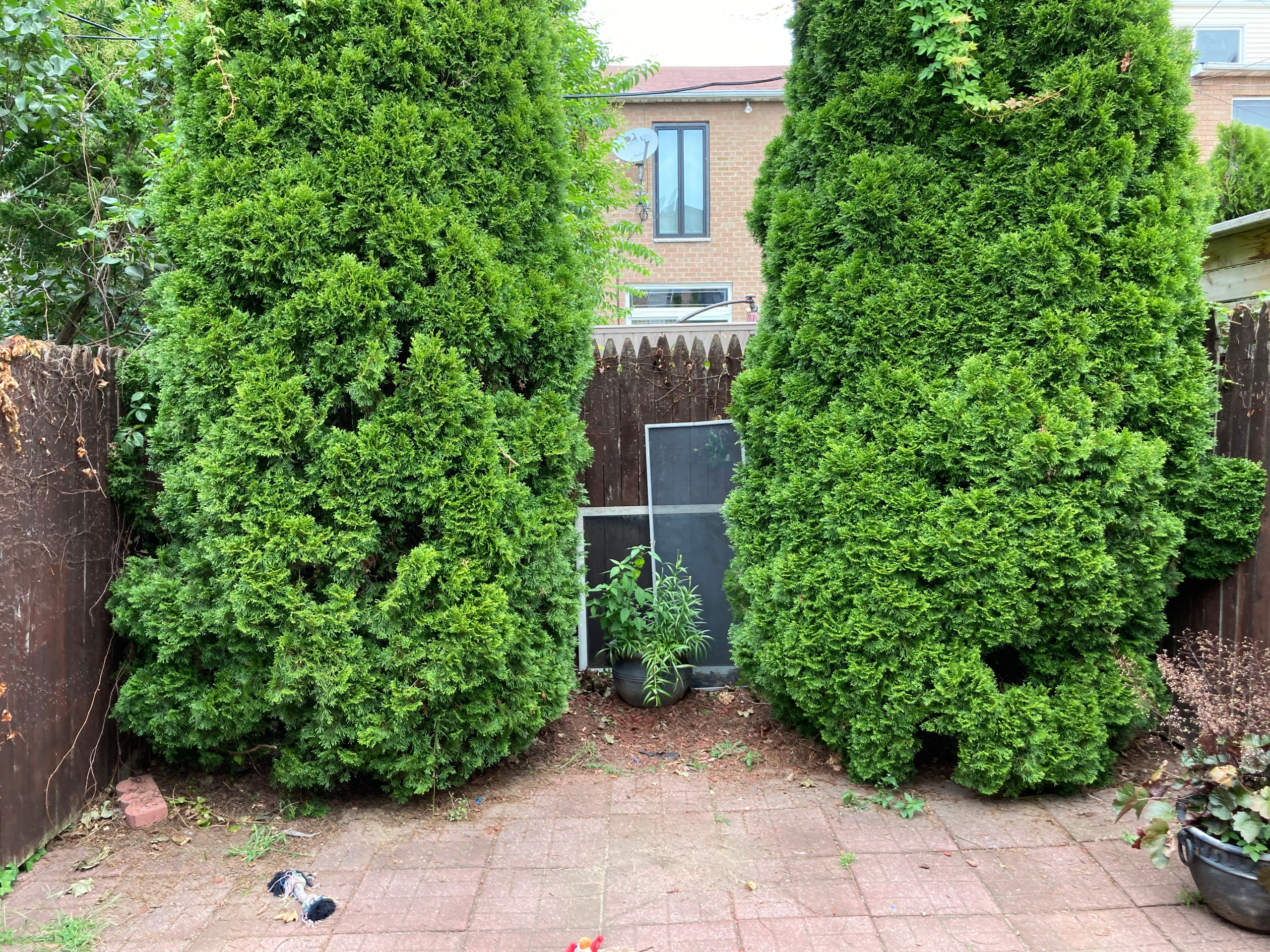 Overgrown backyard was redesigned for family use