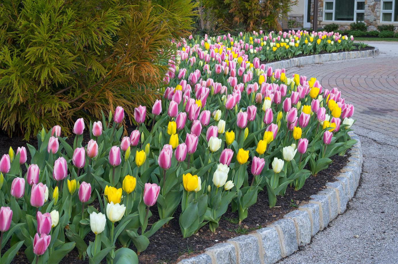 Spring Bulbs