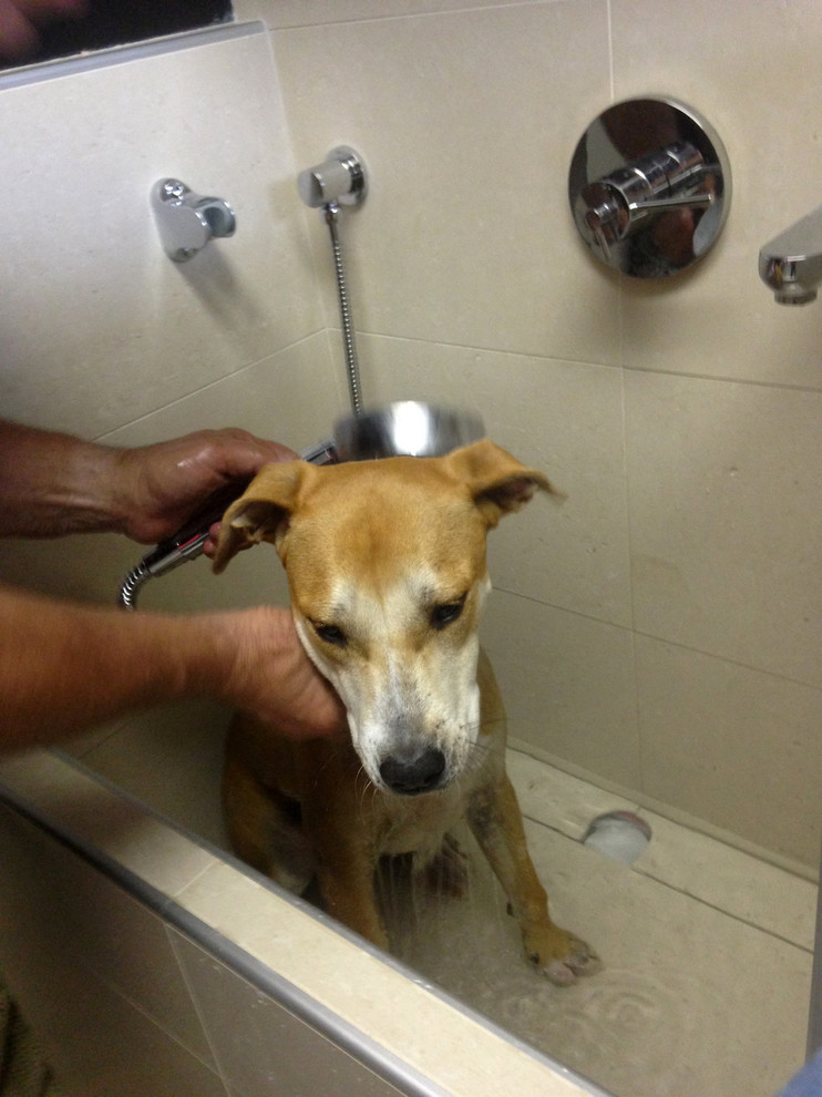Doggie Shower