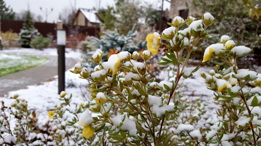 Цветники и композиции крупным планом