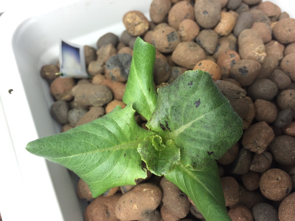 Please! Need help with hydro lettuce deficiencies