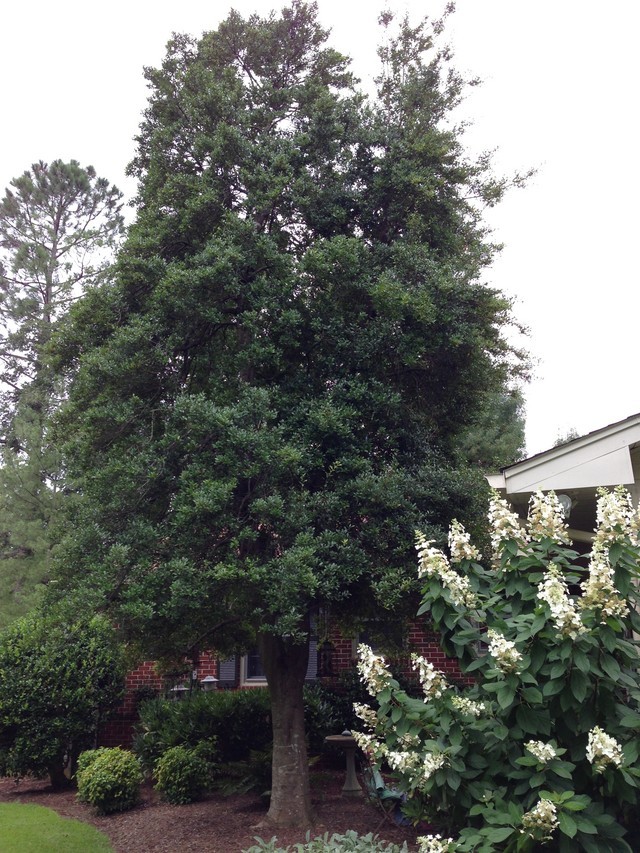 Name this Holly tree