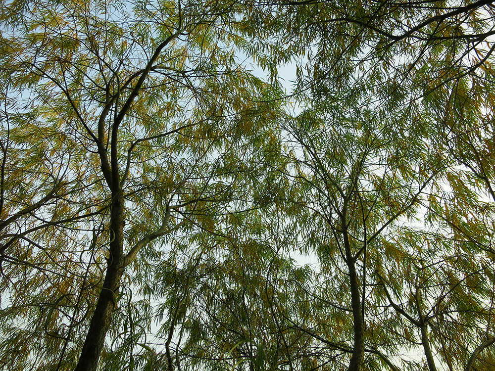 Сад с геометричным водоемом