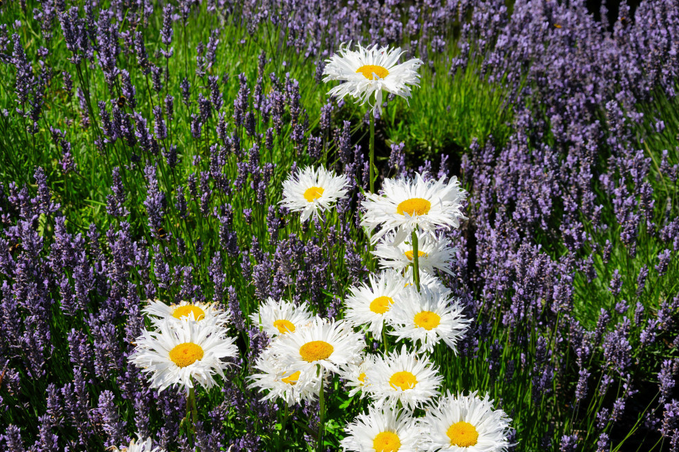 Lavender Drive, Planting, Essex