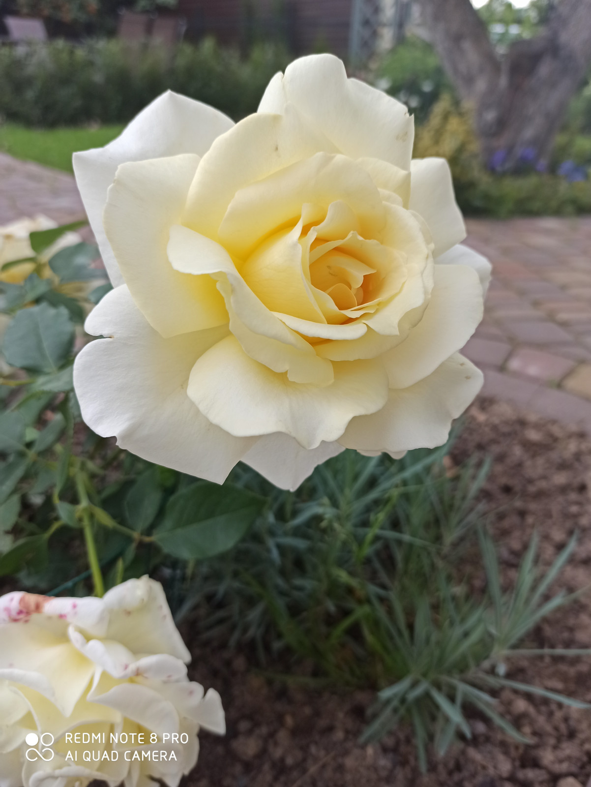 Ландшафт сада в 6 соток.