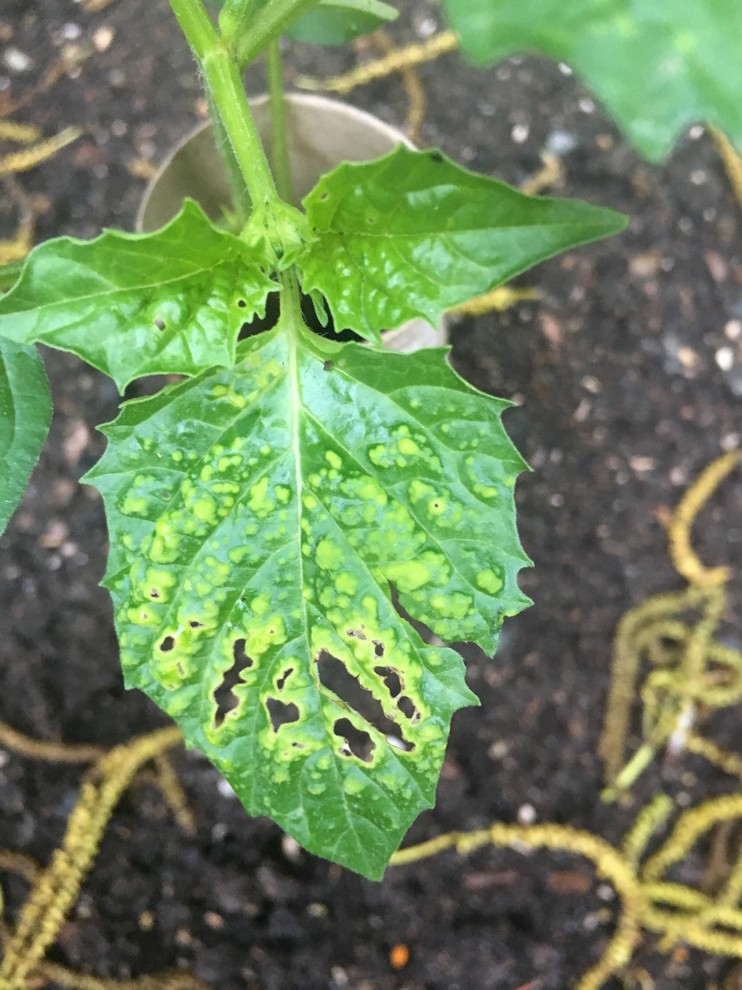 What is doing this to my tomatillo leaves?