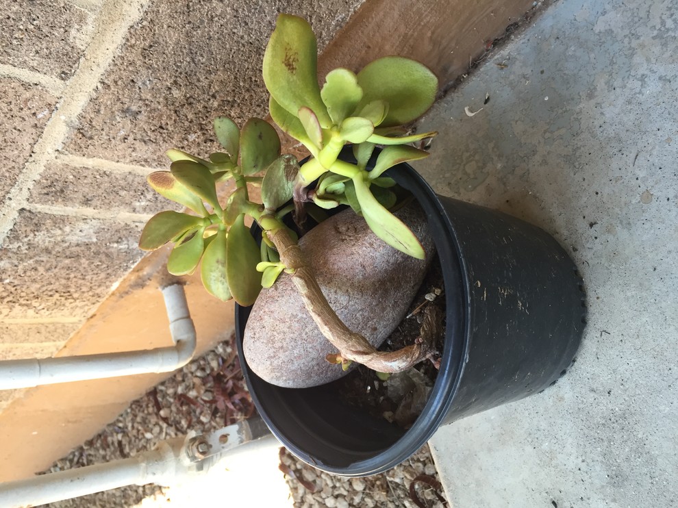 turtle vine succulent Callisia Repens Pink Lady Turle Vine 2 inch main image 1