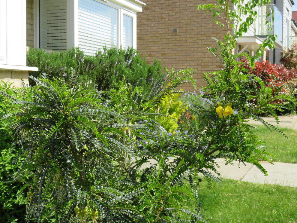 Front Garden, Essex