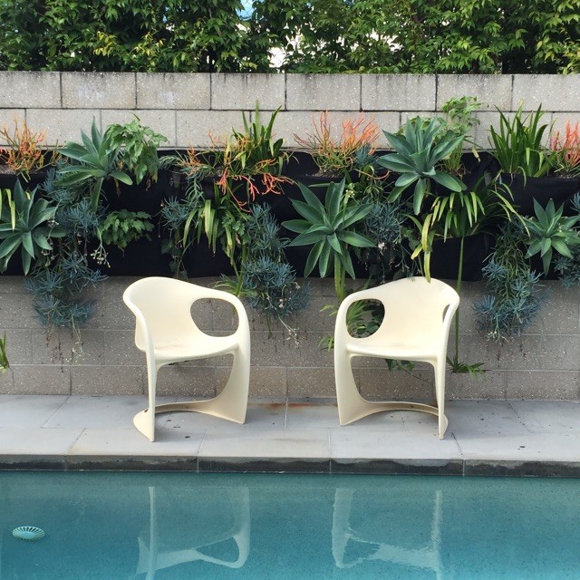 Inspiration for a mid-sized midcentury backyard formal garden in Brisbane.