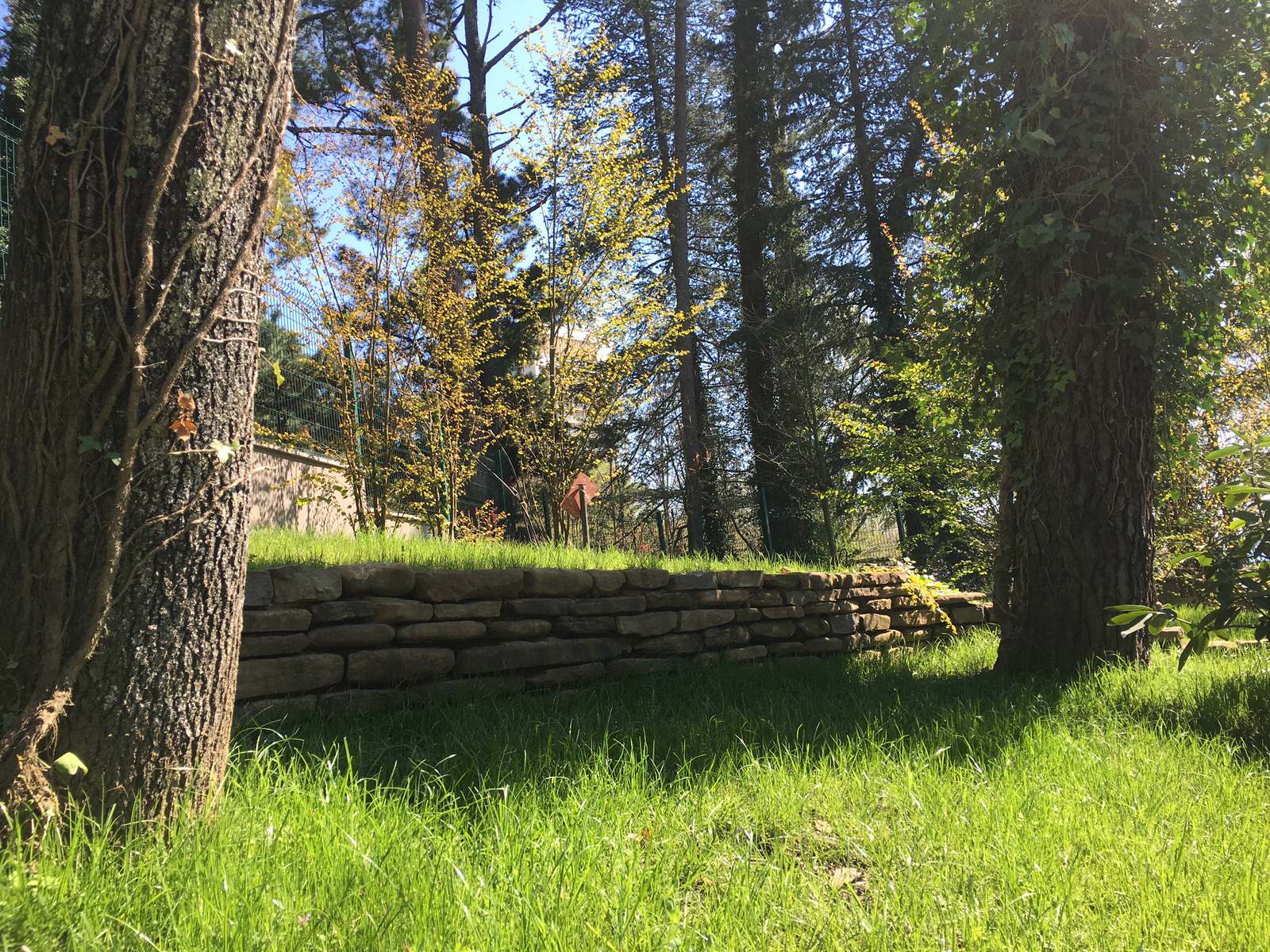 Зеленая роща