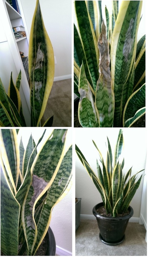 HELP!!! My snake plant is dying | Houzz Forum