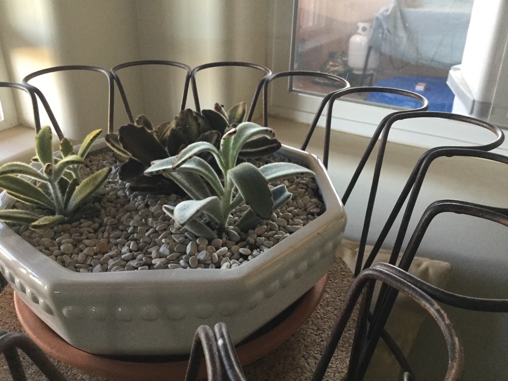 Why are my Panda leaves drooping?