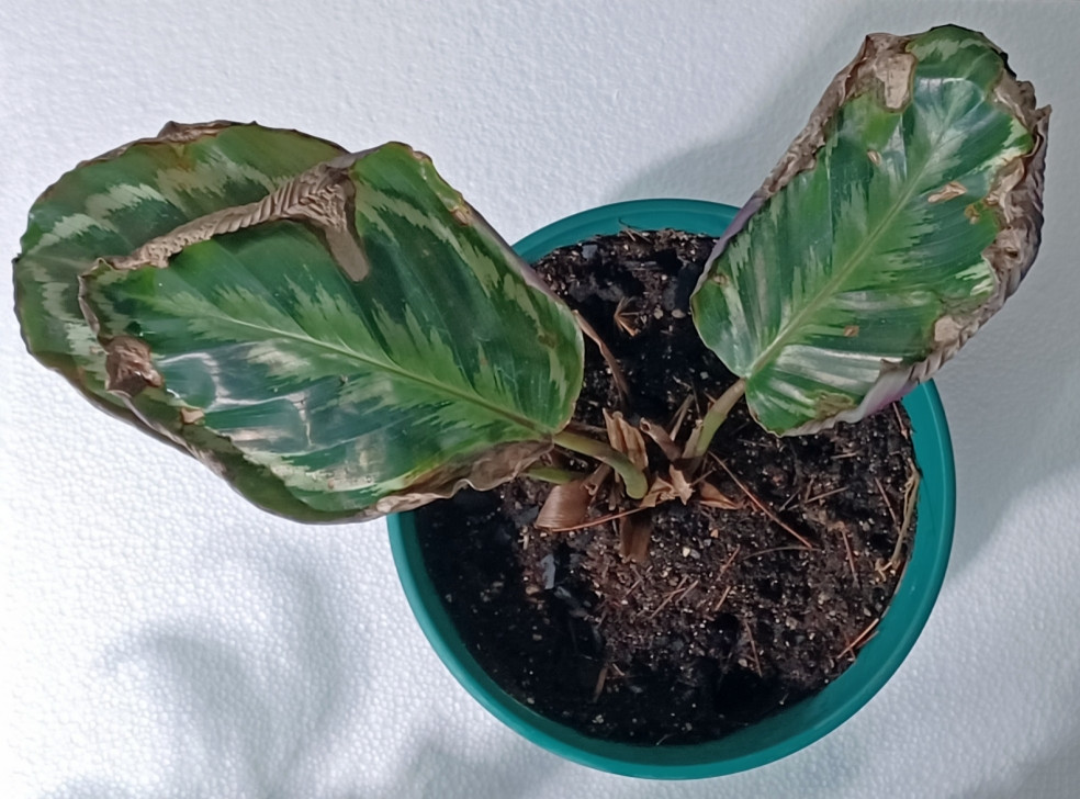 Calathea dying need help
