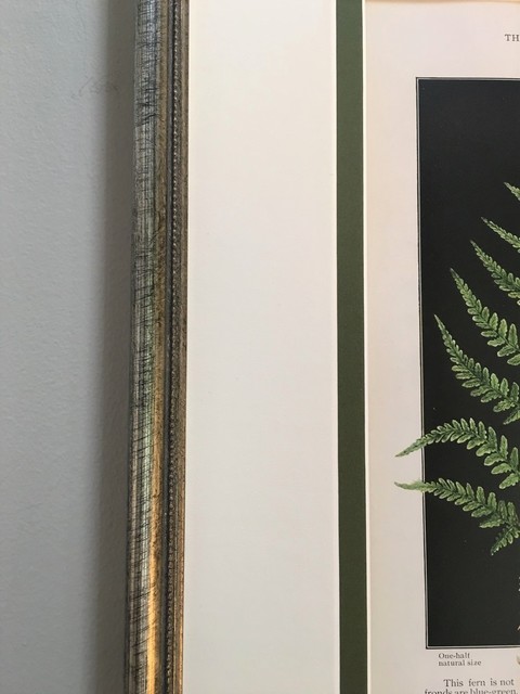 Original Vintage 1925 Botanical Fern Framed Prints, Set of 2 ...