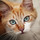 wren_kitchings