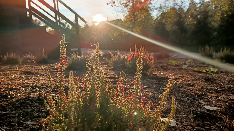 Лесная сказка в Мичуринском