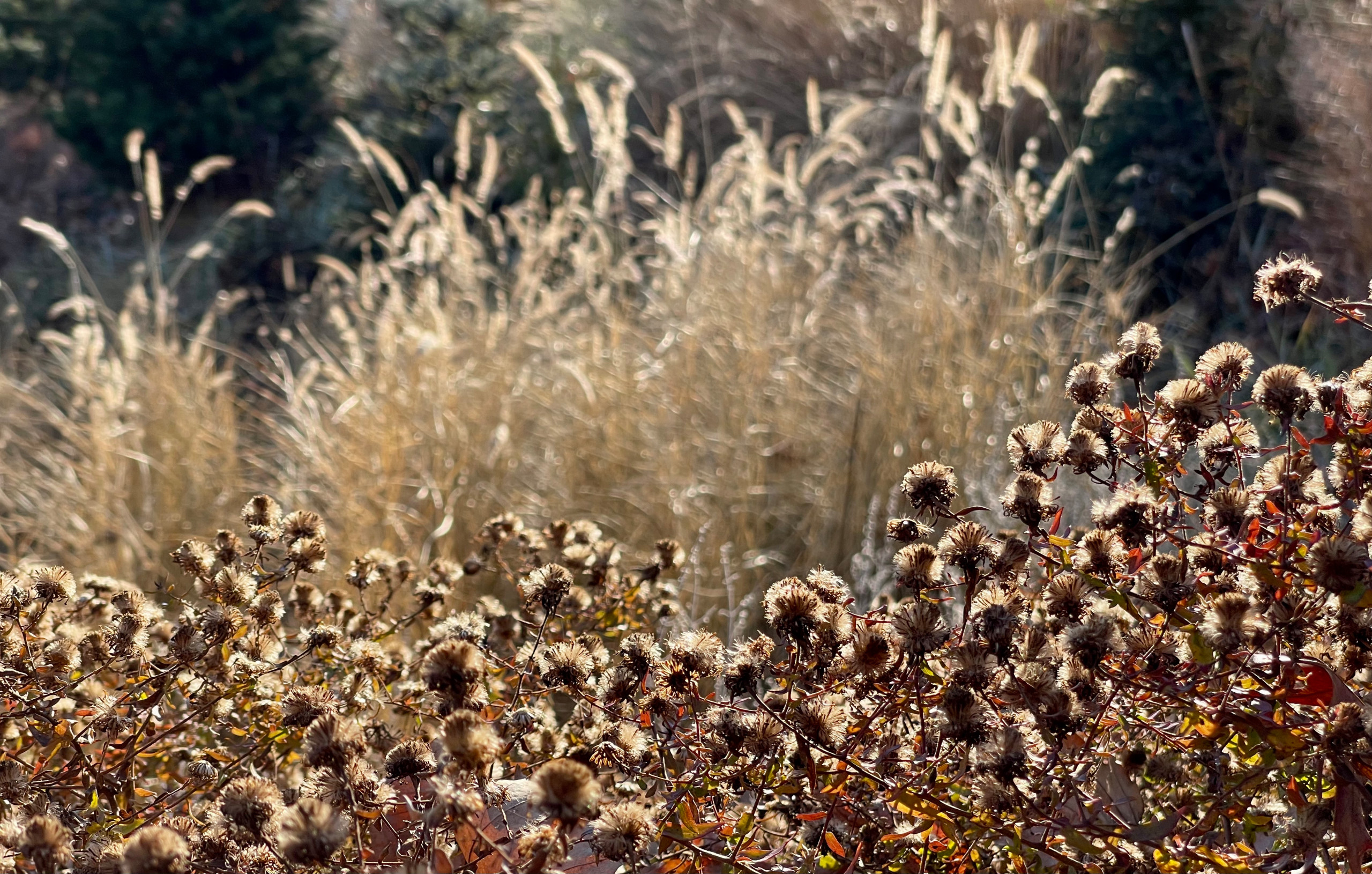 Asters and pennisetum, backlit