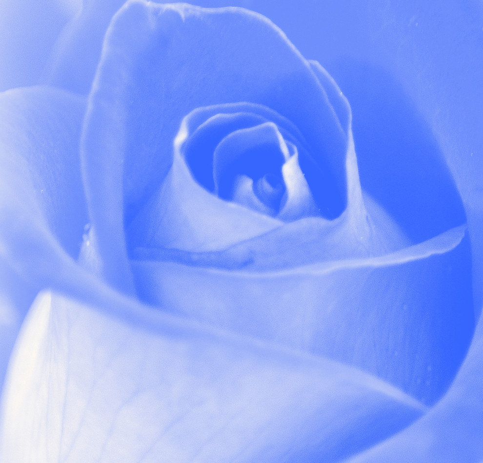 Blue Rose I Print by Joan Han