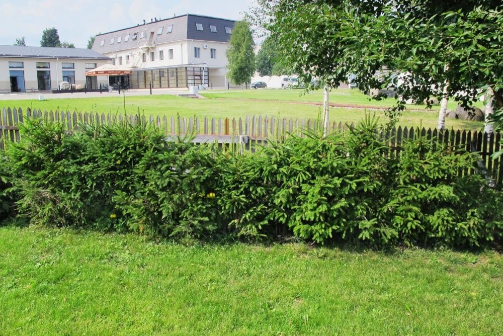 Живая изгородь