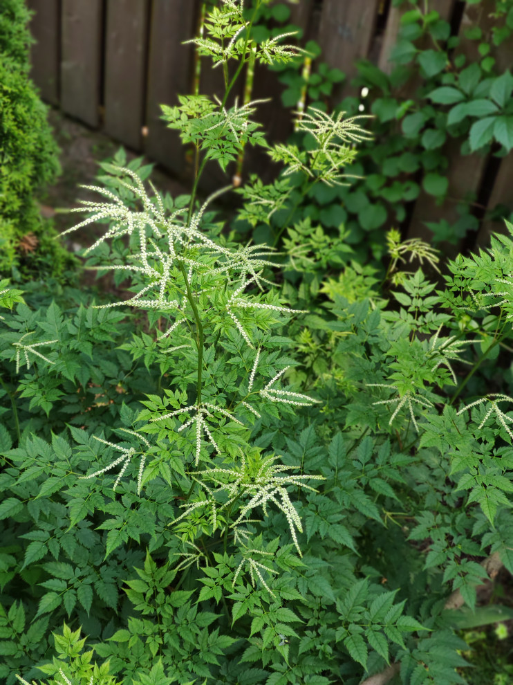 Проект "Форест"