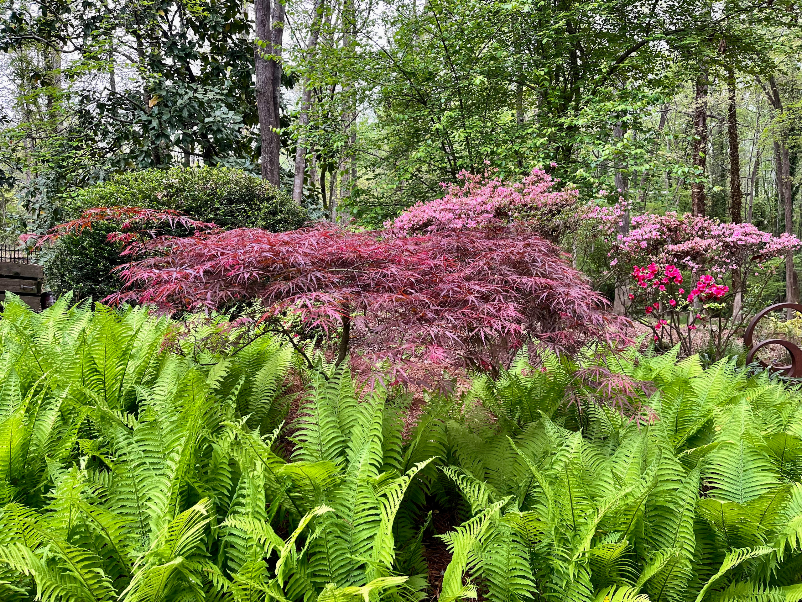 Ostrich fern and Japanese maple