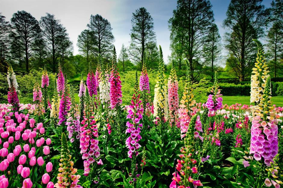 Lupins Dance on a Meadow Property By Peter Atkins and Associates