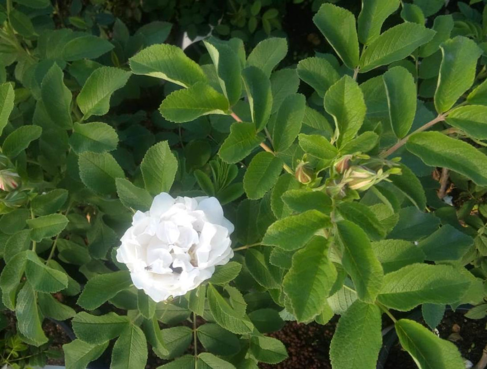 Современный сад в Академгородке