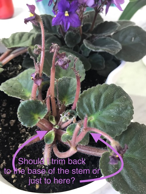 How to Prune African Violets
