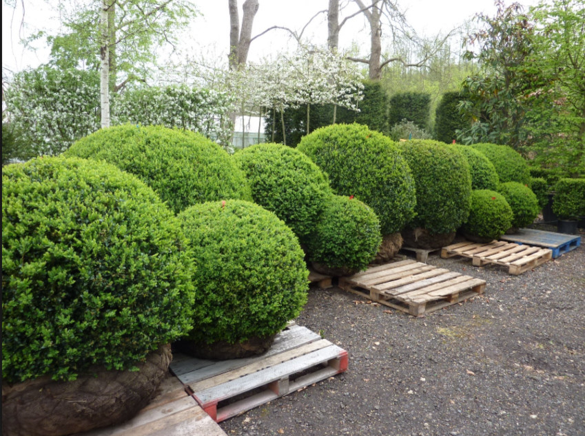 Boxwood Cluster