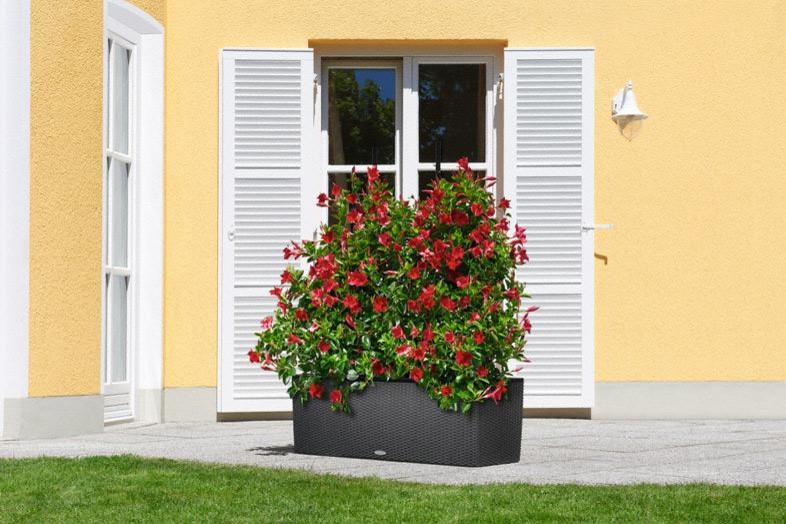 Зеленая перегородка