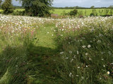 Che Cos'è il Meadow? Scopri il Trend del Prato Semi-Incolto (9 photos) - image  on http://www.designedoo.it