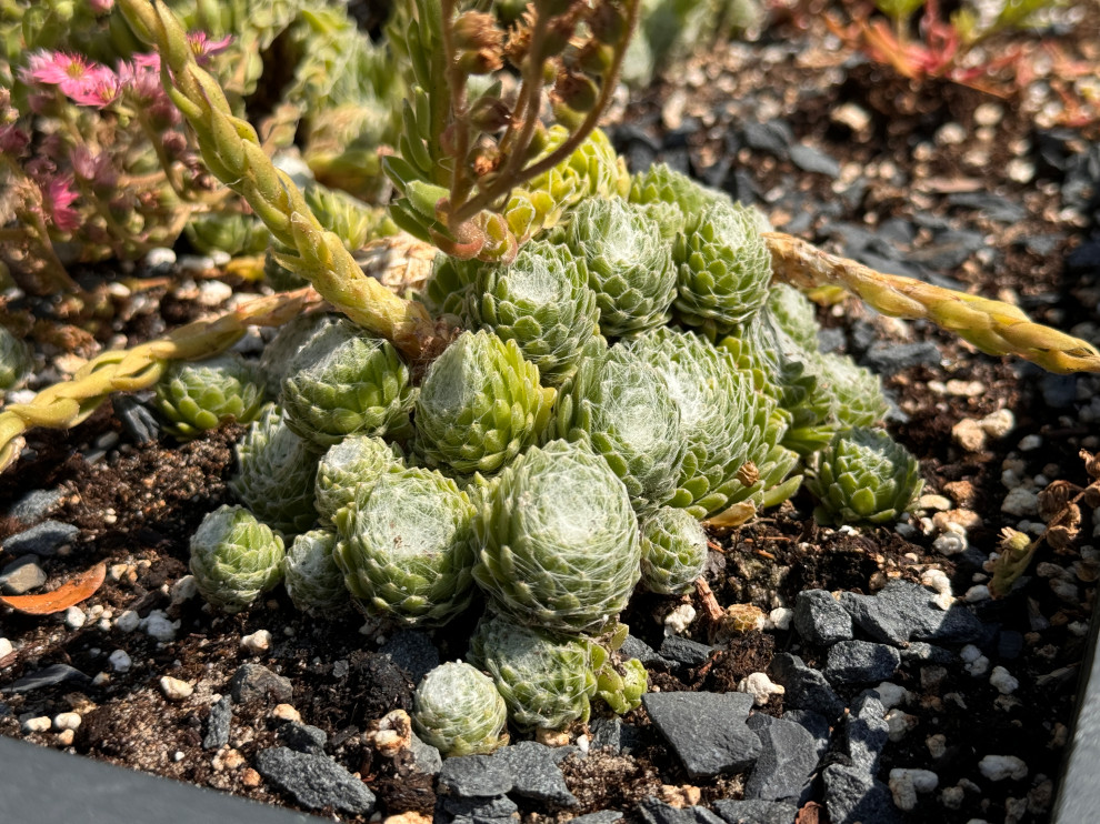 Greenwood front and back yard