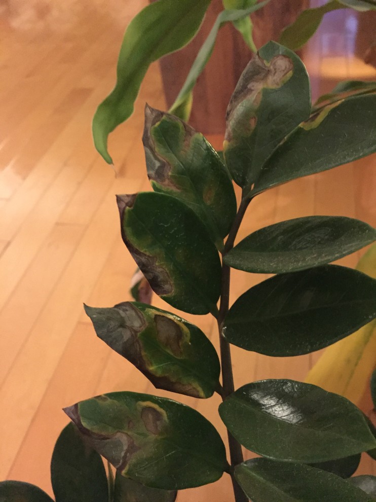ZZ plant leaves turning brown