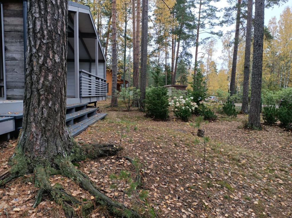 Участок в сосновом лесу, 2020