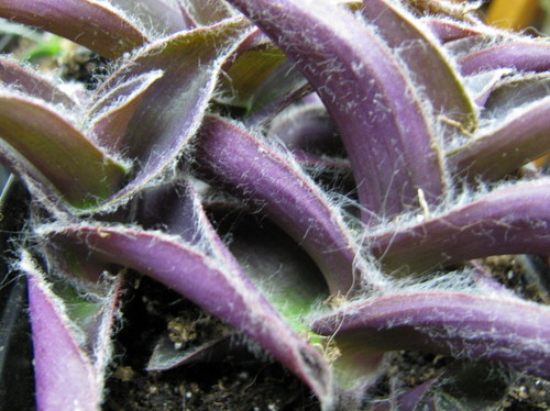 Purple Tradescantia