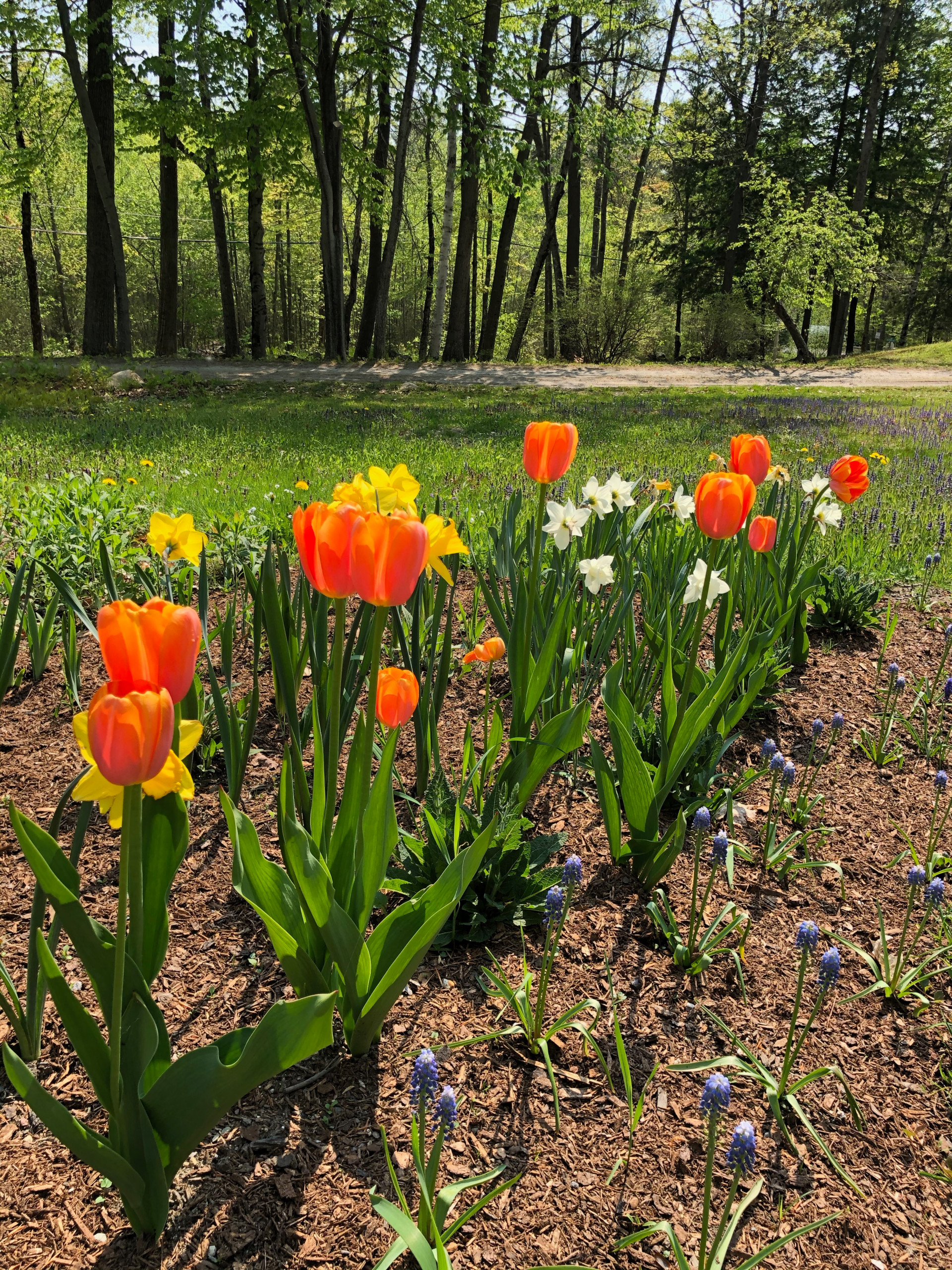 Tulip Dordogne, Narcissus, and Muscario