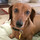little_paws