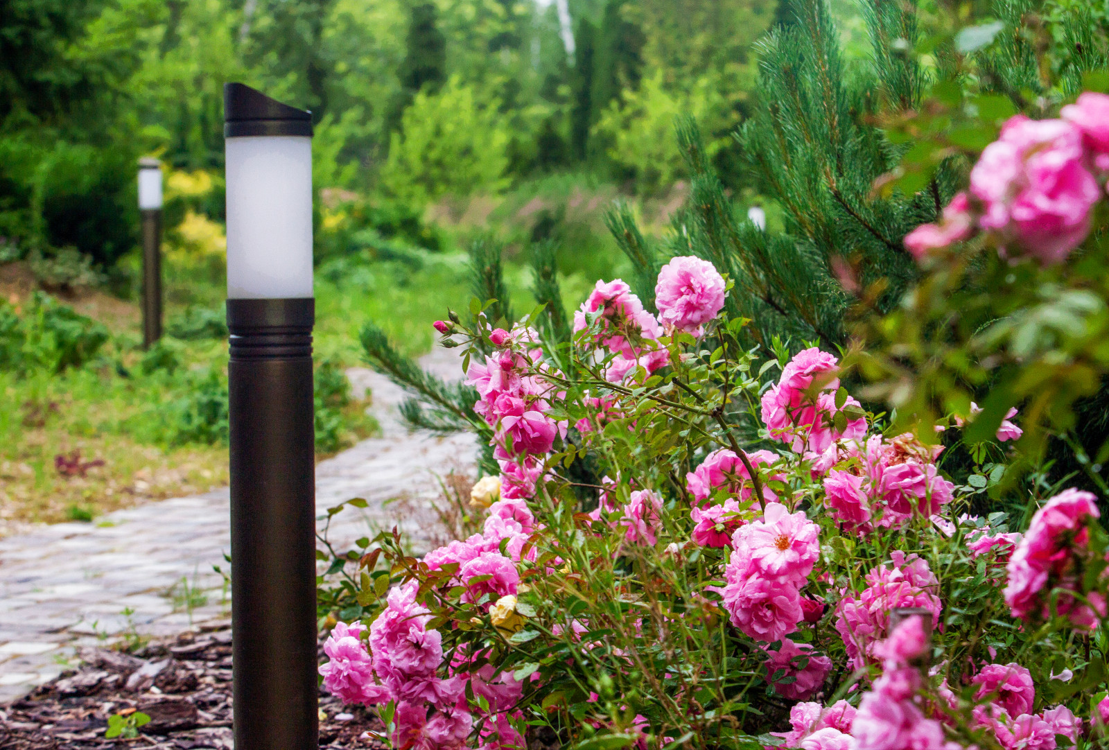 Лесное озеро