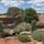 Desert Rose Landscape & Maintenance