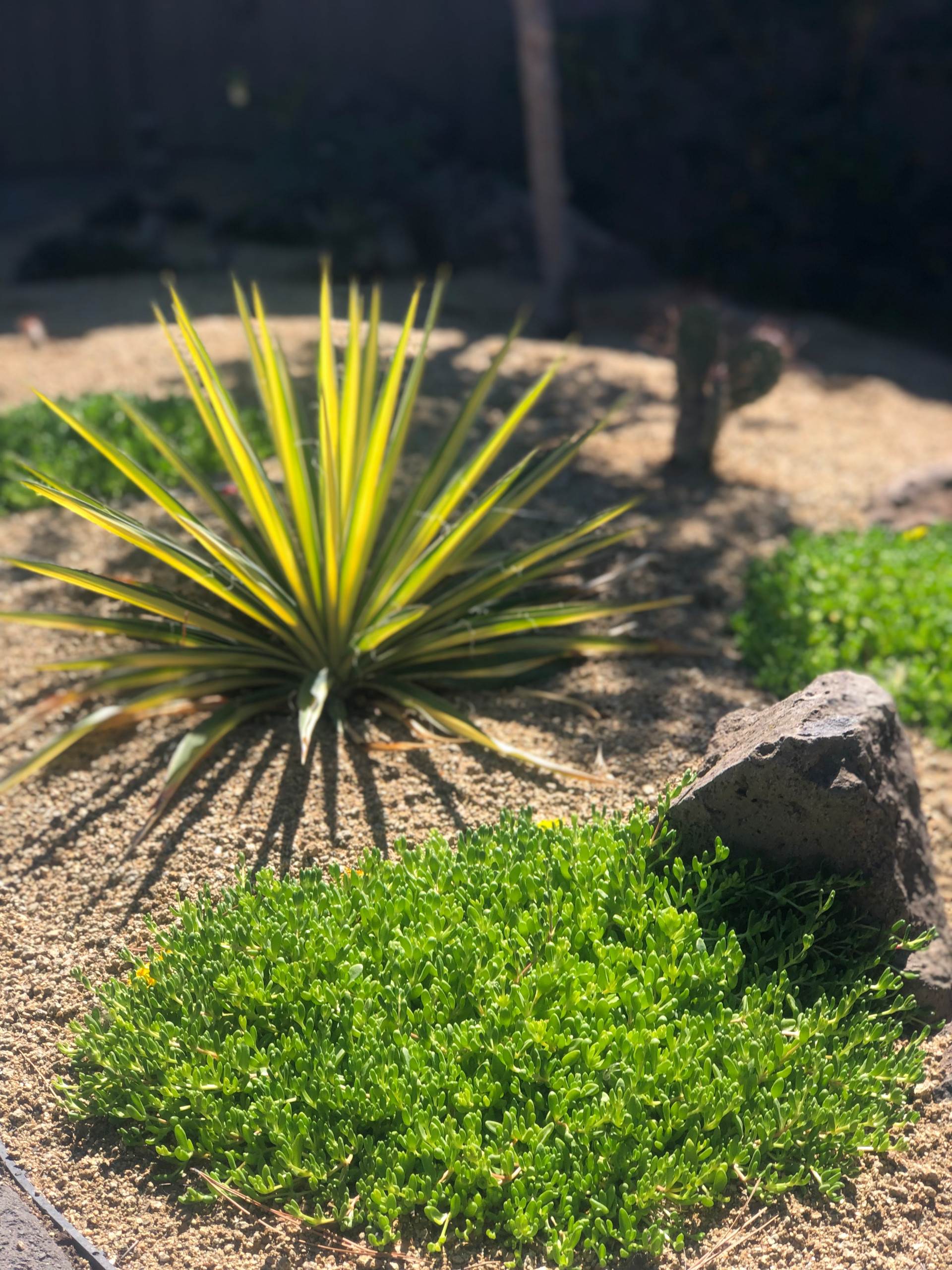 Awbrey Butte - Desert Style