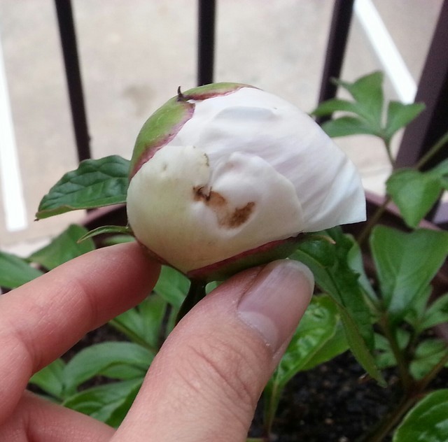 When to cut peony flowers/buds