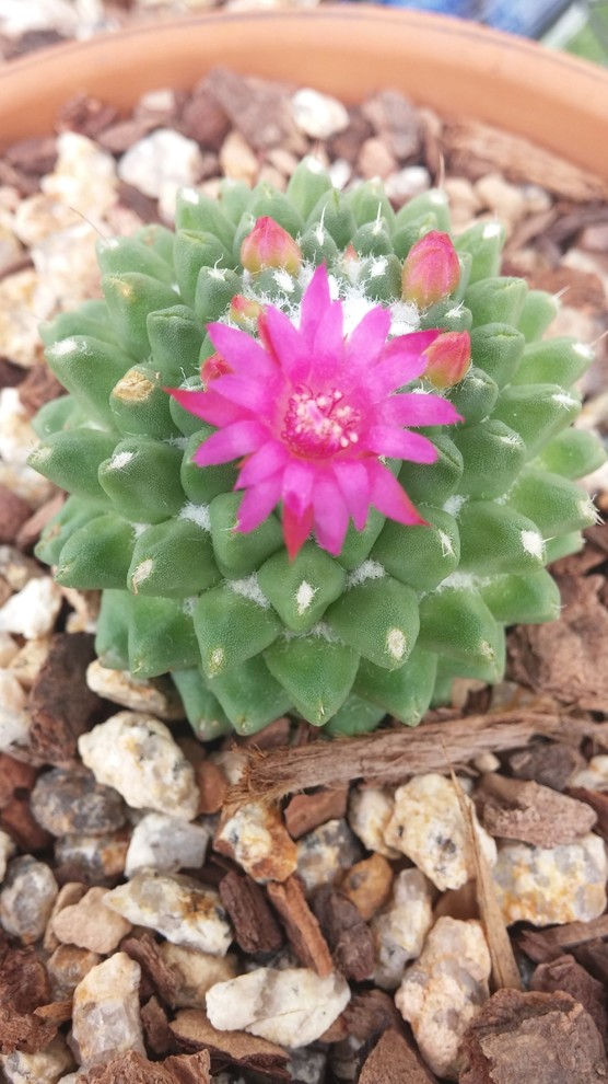 Mammillaria polythele 'Toluca' bloomed today! | Houzz Forum