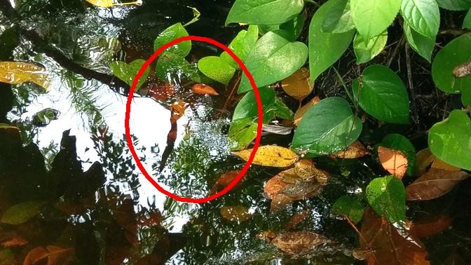 What kind of eggs are these in my pond?