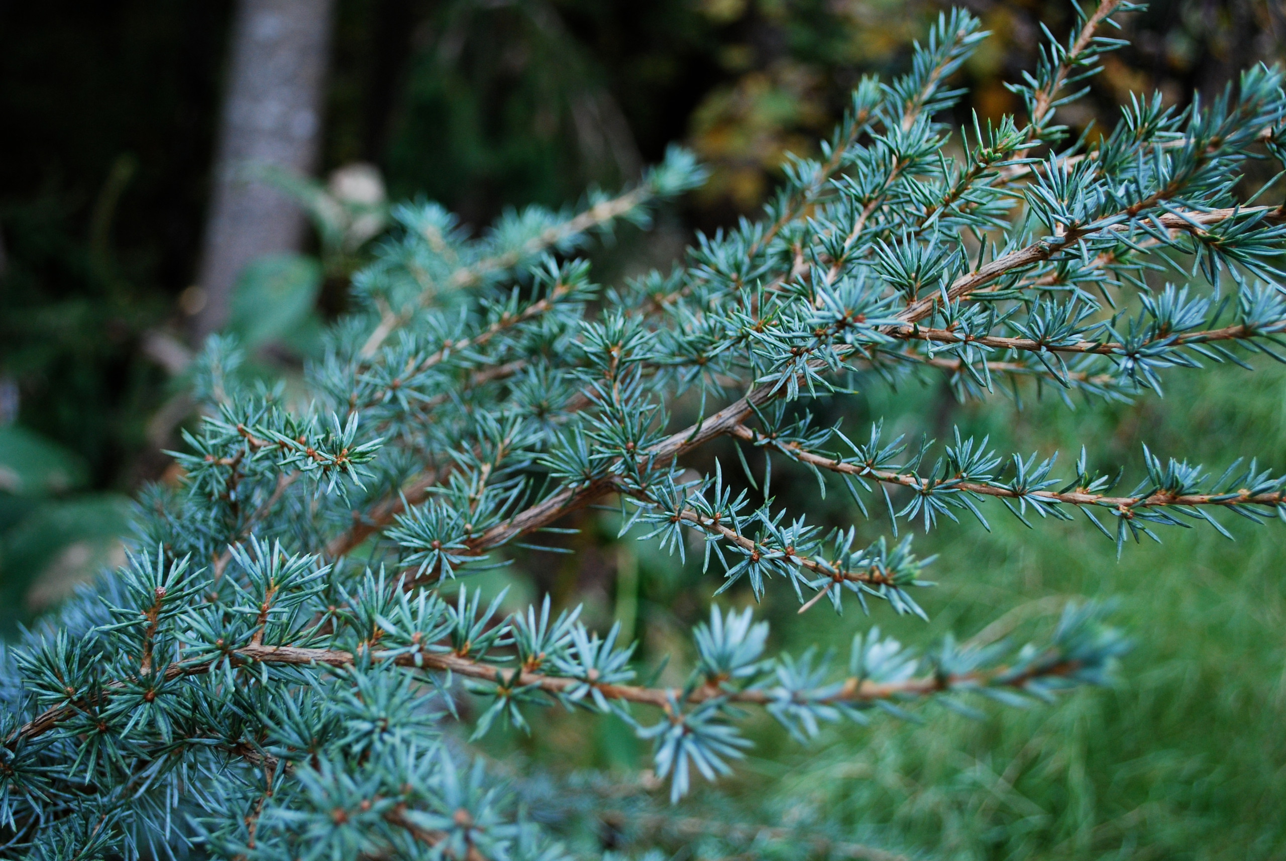 Horstmann Blue Atlas Cedar (close up)