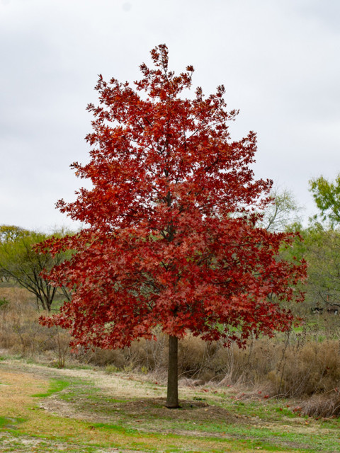 32+ Texas Garten Kaufen, Entdecken sie 3.502 grundstücke zum verkauf