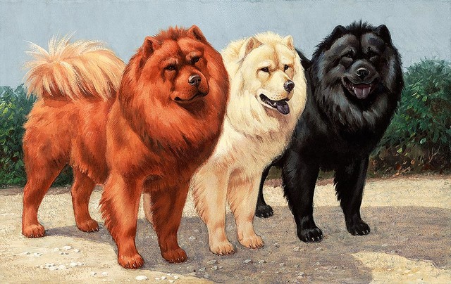 Three Chow Dogs Wallpaper Wall Mural Self Adhesive Contemporary