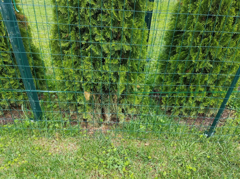 Brown Spots on Emerald Green Arborvitae