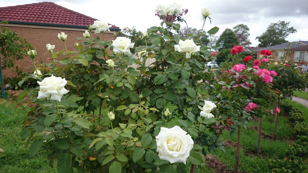 How long roses take to flower after pruning?