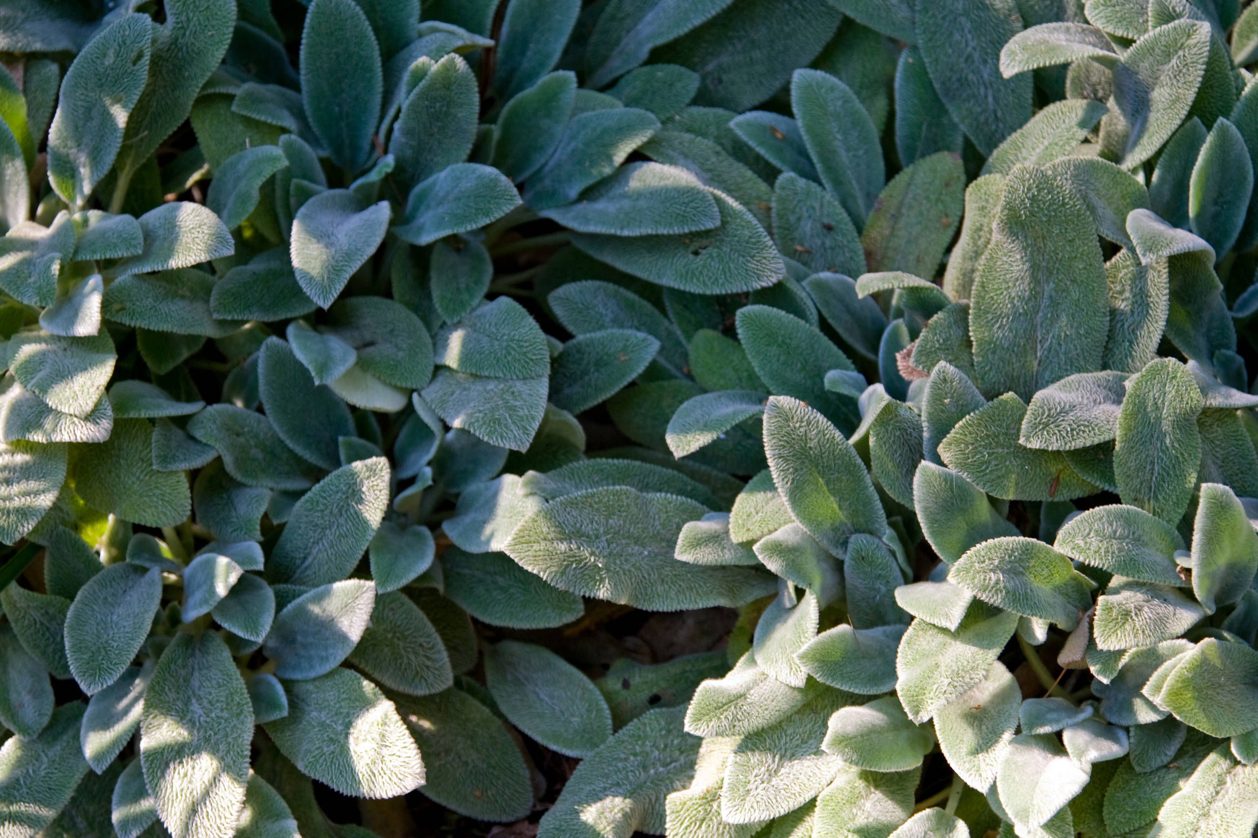 The Right Touch: 13 Soft, Fuzzy Plants for Gardens and Pots, image size:2560x1706